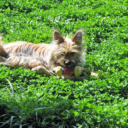 Sardus Pater Szálloda Portixeddu