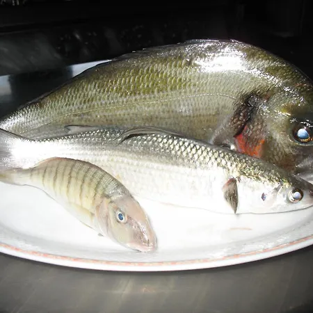 Sardus Pater فندق